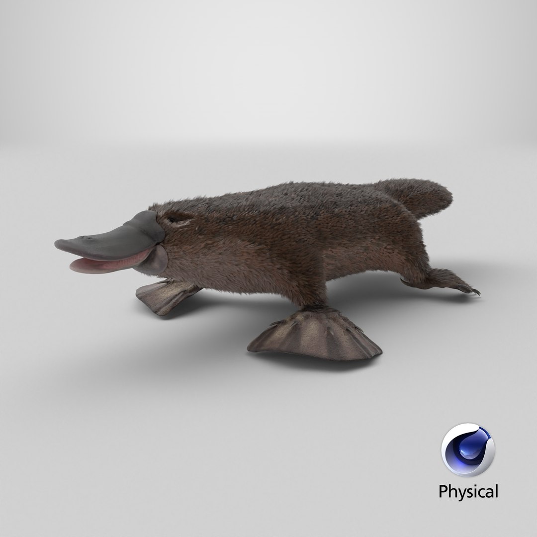 3D Platypus 8K PBR model https://p.turbosquid.com/ts-thumb/9R/bwmuFk/tU/stemcell_cinema_4d_physical_render/png/1762457327/1920x1080/fit_q87/a669e716bb228aa0d34bacd7c9e6673da907c202/stemcell_cinema_4d_physical_render.jpg