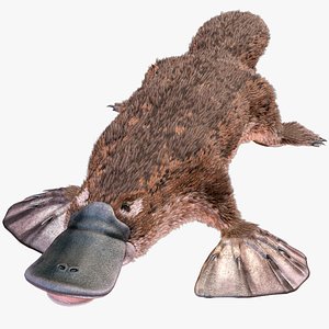 Platypus 8K PBR