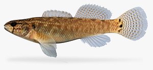 etheostoma squamiceps spottail darter 3d fbx