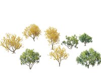 Sophora microphylla - New Zealand Christmas tree