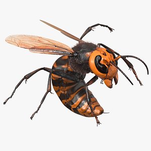 3D Northern Giant Hornet Fur Attack Pose