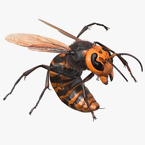 Northern Giant Hornet Fur Attack Pose