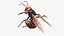 3D Northern Giant Hornet Fur Attack Pose