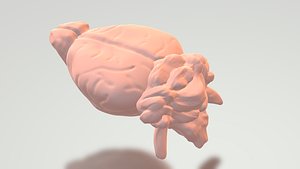 Mouse Brain 3D