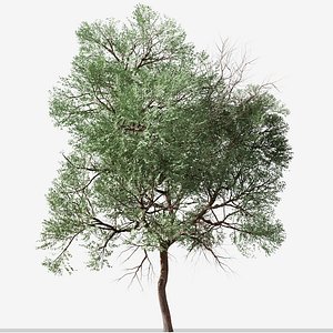 3D Set of Eucalyptus globoidea or White stringybark Tree - 2 Trees