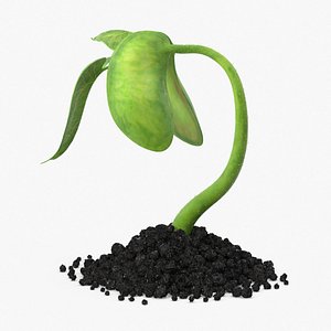 plant sprout 3d model