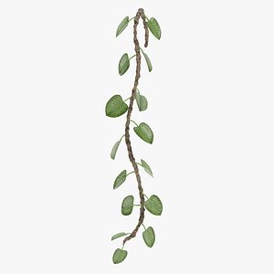 Liana Plant 2