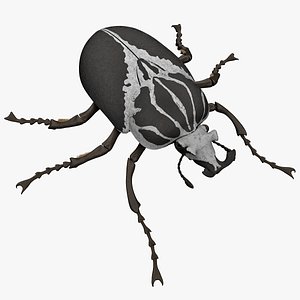 3ds goliath beetle