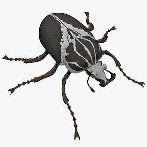 Goliath Beetle