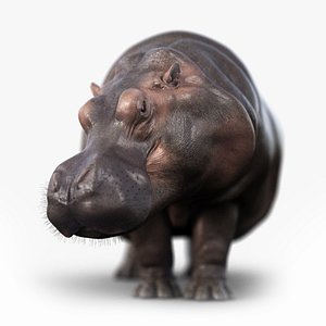 Hippopotamus RIG xgen 3D model