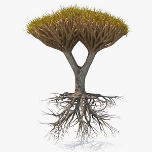 Dragon Tree Roots
