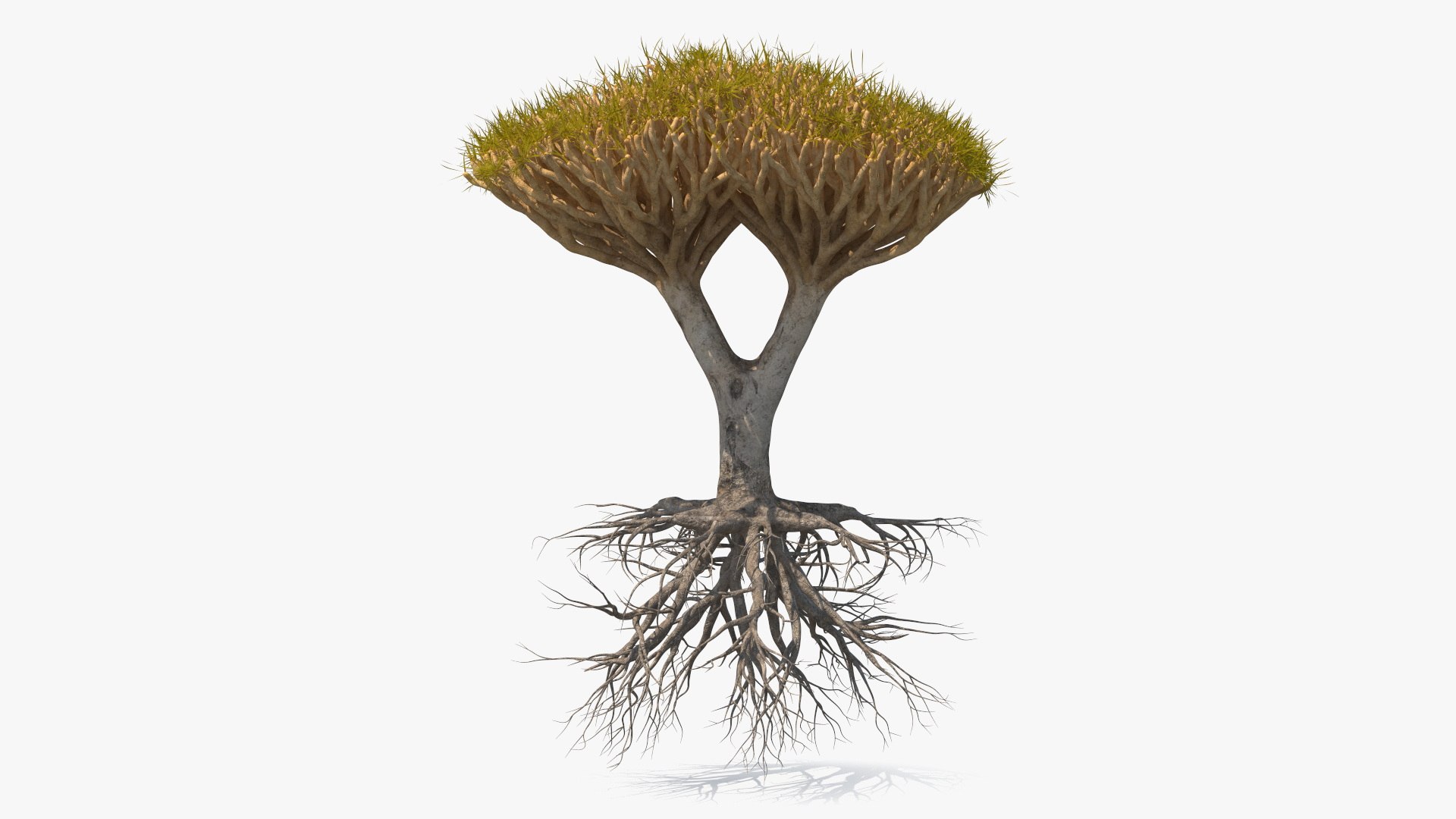 Dragon Tree Roots 3D model preview