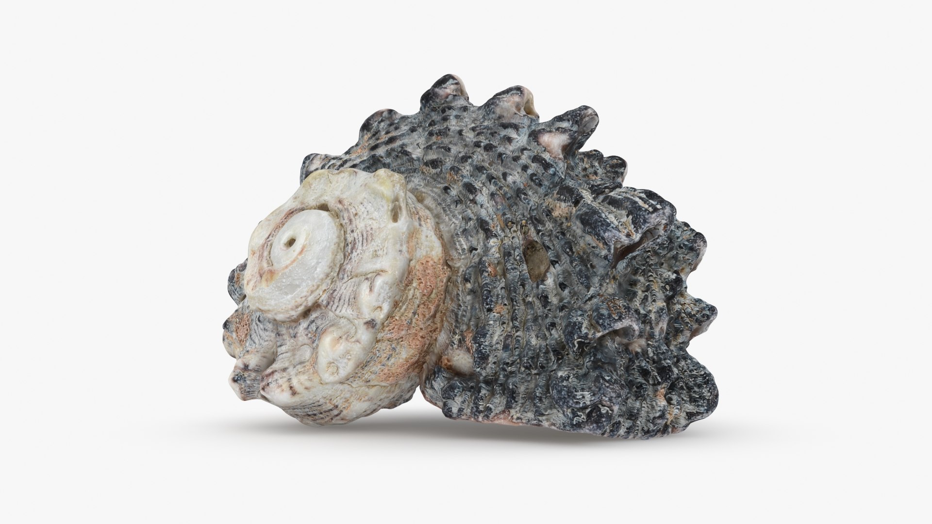 Angaria Delphinus 3D Model - TurboSquid 2208080