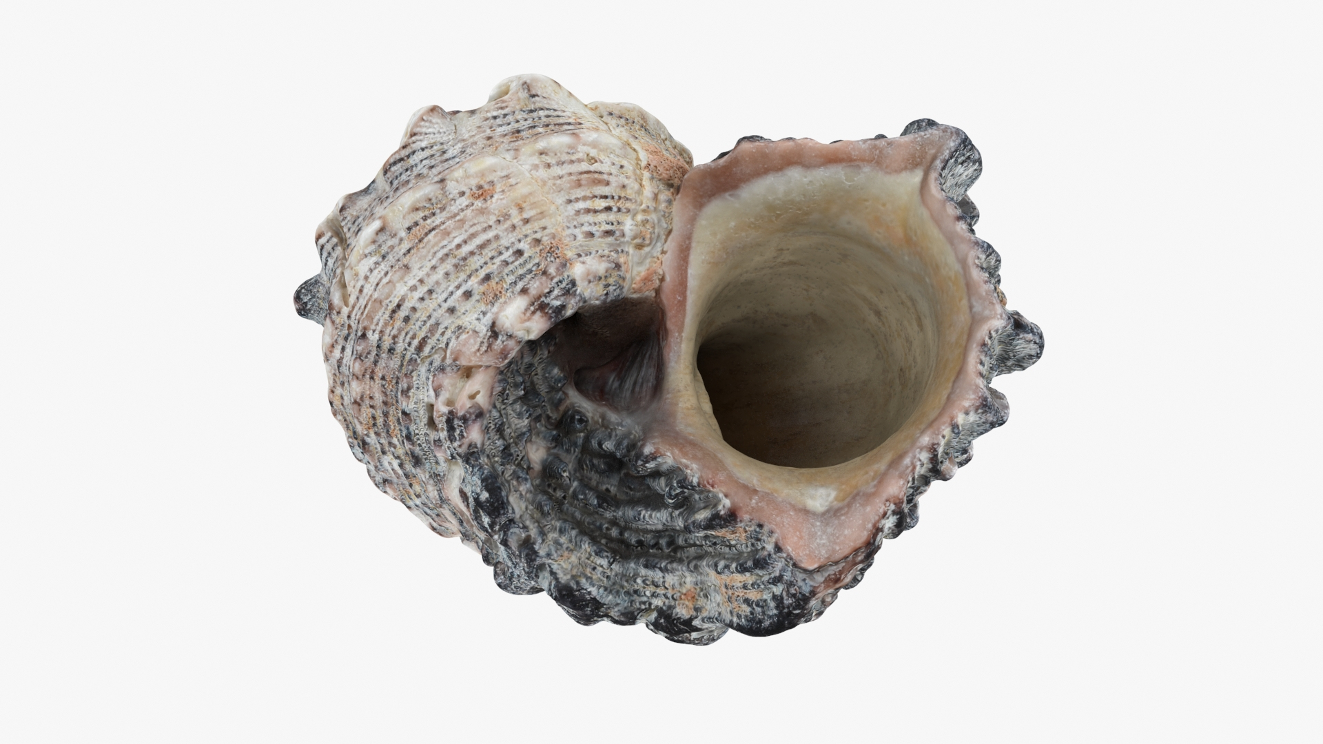 Angaria Delphinus 3D Model - TurboSquid 2208080