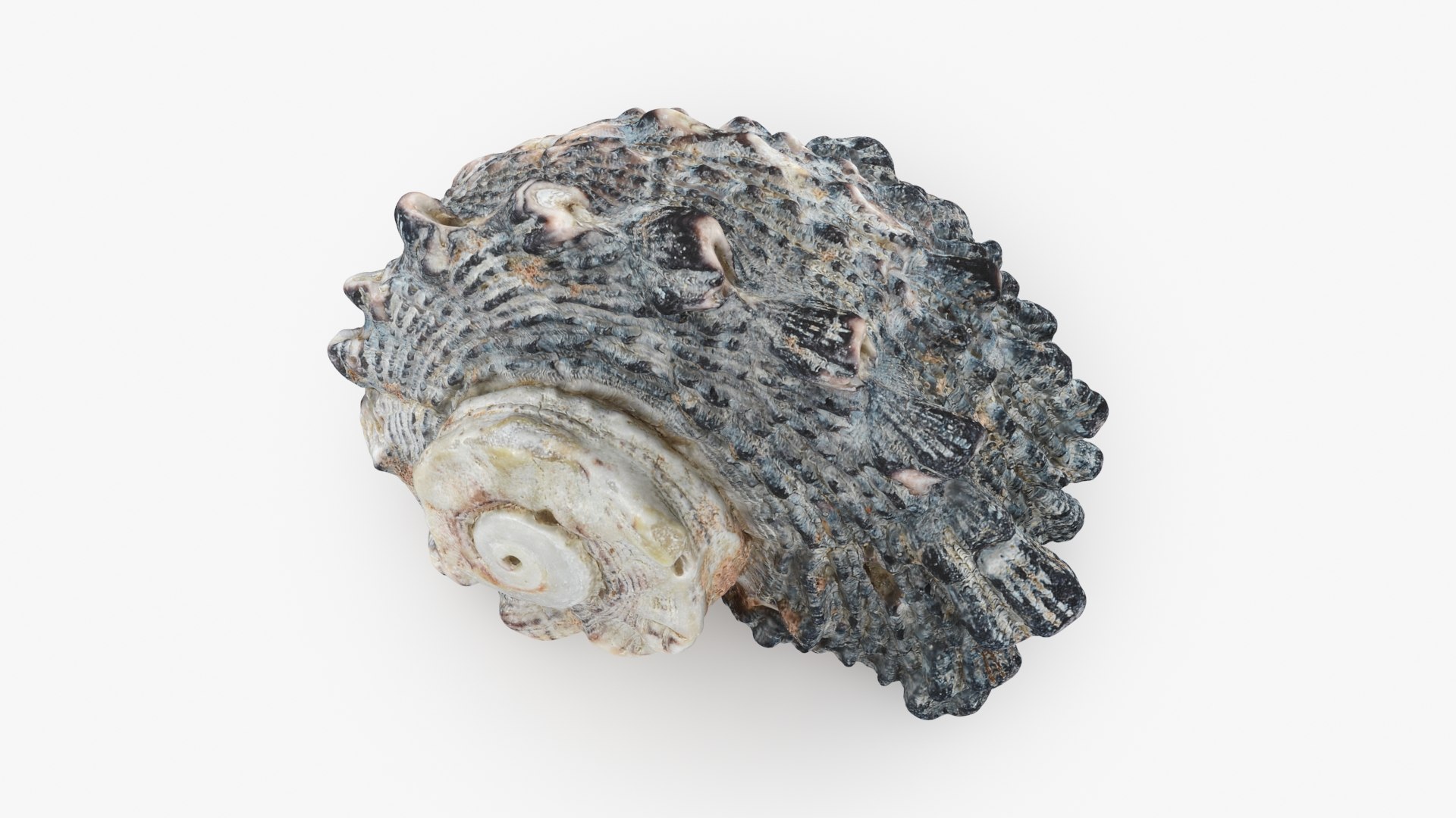 Angaria Delphinus 3D Model - TurboSquid 2208080