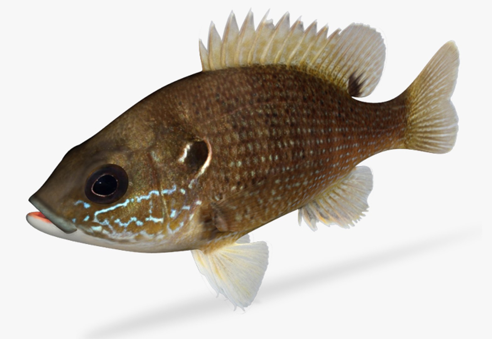 3d Model Of Lepomis Cyanellus Green Sunfish