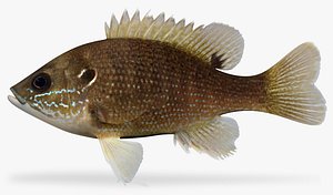 3D rainforest tilapia - TurboSquid 1329727