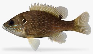 Lepomis cyanellus Green Sunfish