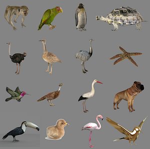 Animals and Birds Collection