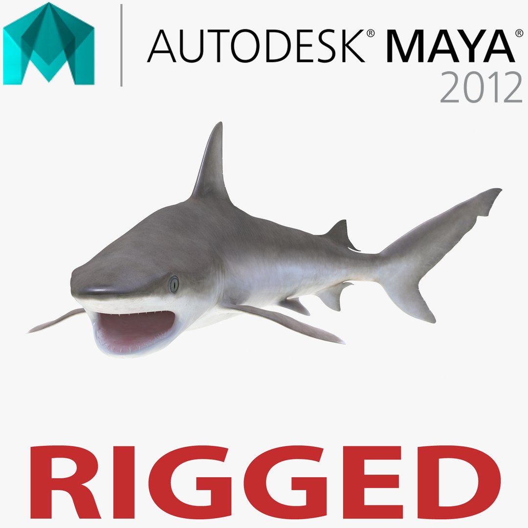 Blacknose Shark Rigged for Maya 3D Model preview