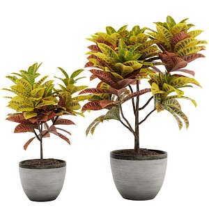 3D Croton plants -01 model