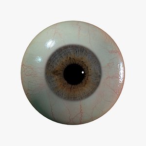 Human Eyeball