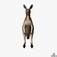 kangaroo edge loop 3d model