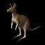 kangaroo edge loop 3d model