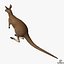 kangaroo edge loop 3d model