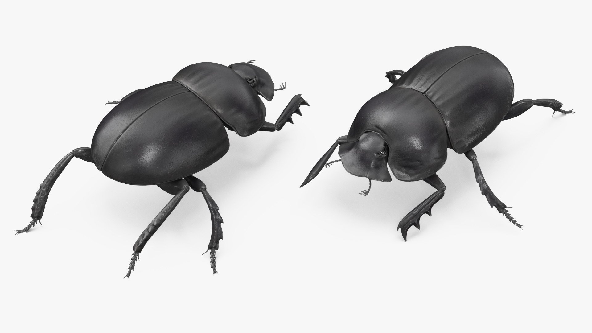 3D Manure Roller Crawling https://p.turbosquid.com/ts-thumb/9S/yKT6EO/7m/manurerollercrawling3dsmodel006/jpg/1729931665/1920x1080/fit_q87/c1b491a258dbd114dba80409e19db4f9bd5e4fa5/manurerollercrawling3dsmodel006.jpg