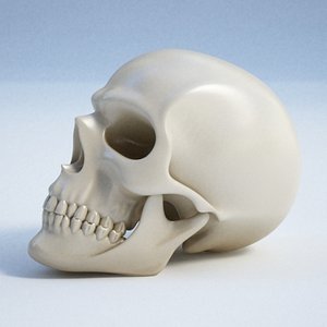 Human skull