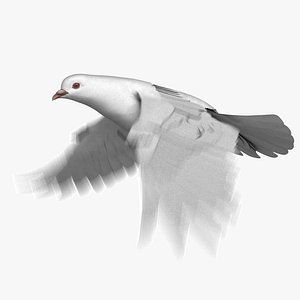 white dove animation 3D