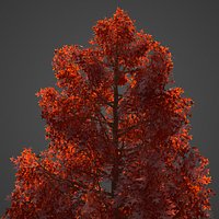 2021 PBR Sweet Gum Collection - Liquidambar Styraciflua