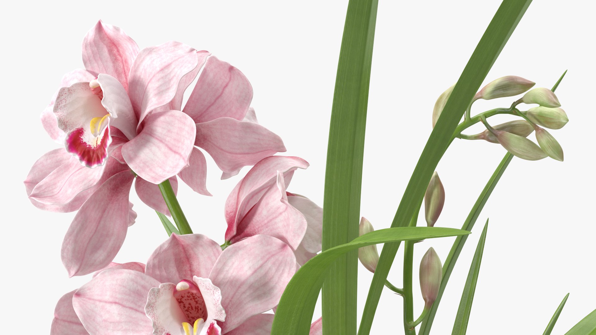 3D Orchid Pot Pink model https://p.turbosquid.com/ts-thumb/9T/P3BOed/0K/orchidpotpinkvray3dmodel017/jpg/1637769747/1920x1080/fit_q87/0f427cbc381f0961c38516b55ba4eba6aef1de01/orchidpotpinkvray3dmodel017.jpg