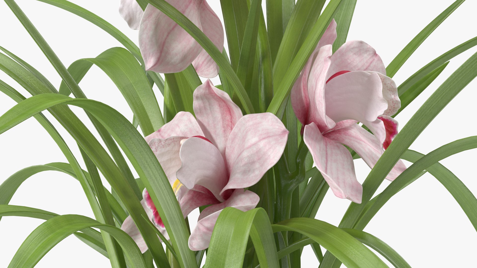 3D Orchid Pot Pink model https://p.turbosquid.com/ts-thumb/9T/P3BOed/2A/orchidpotpinkvray3dmodel016/jpg/1637769744/1920x1080/fit_q87/9f0326abbd9f91255fe651ca747cd50c095ab097/orchidpotpinkvray3dmodel016.jpg