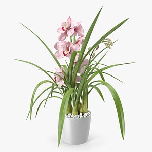 3D Orchid Pot Pink model