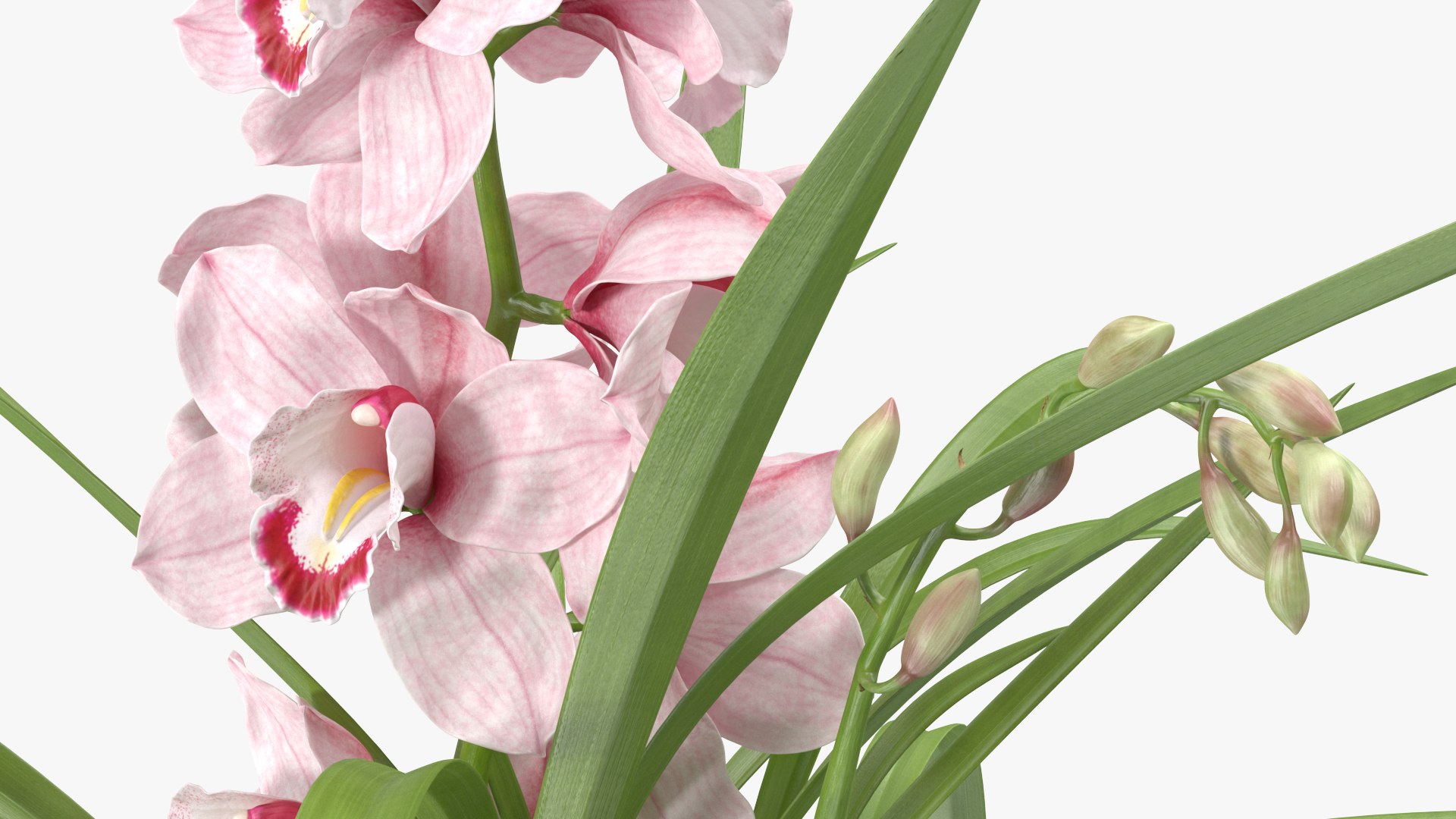 3D Orchid Pot Pink model https://p.turbosquid.com/ts-thumb/9T/P3BOed/3G/orchidpotpinkvray3dmodel013/jpg/1637769735/1920x1080/fit_q87/b2bfb36faf6893e9fb7c038a91fda4786b37aac9/orchidpotpinkvray3dmodel013.jpg