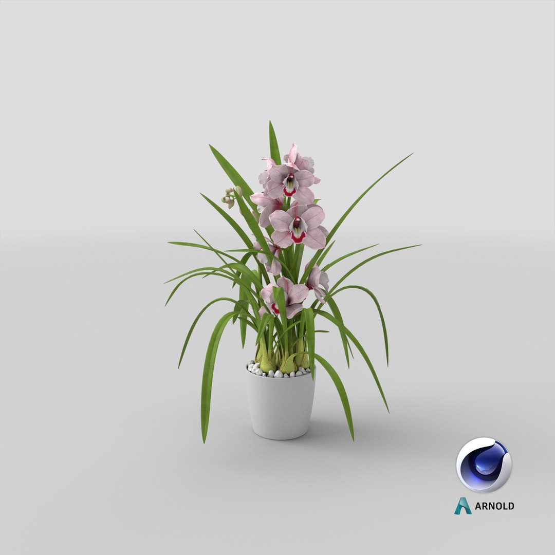 3D Orchid Pot Pink model https://p.turbosquid.com/ts-thumb/9T/P3BOed/3e/stemcell_cinema_4d_arnold_render/png/1643877838/1920x1080/fit_q87/b7153c65f492827a23a228ee4260a850f27bf27a/stemcell_cinema_4d_arnold_render.jpg