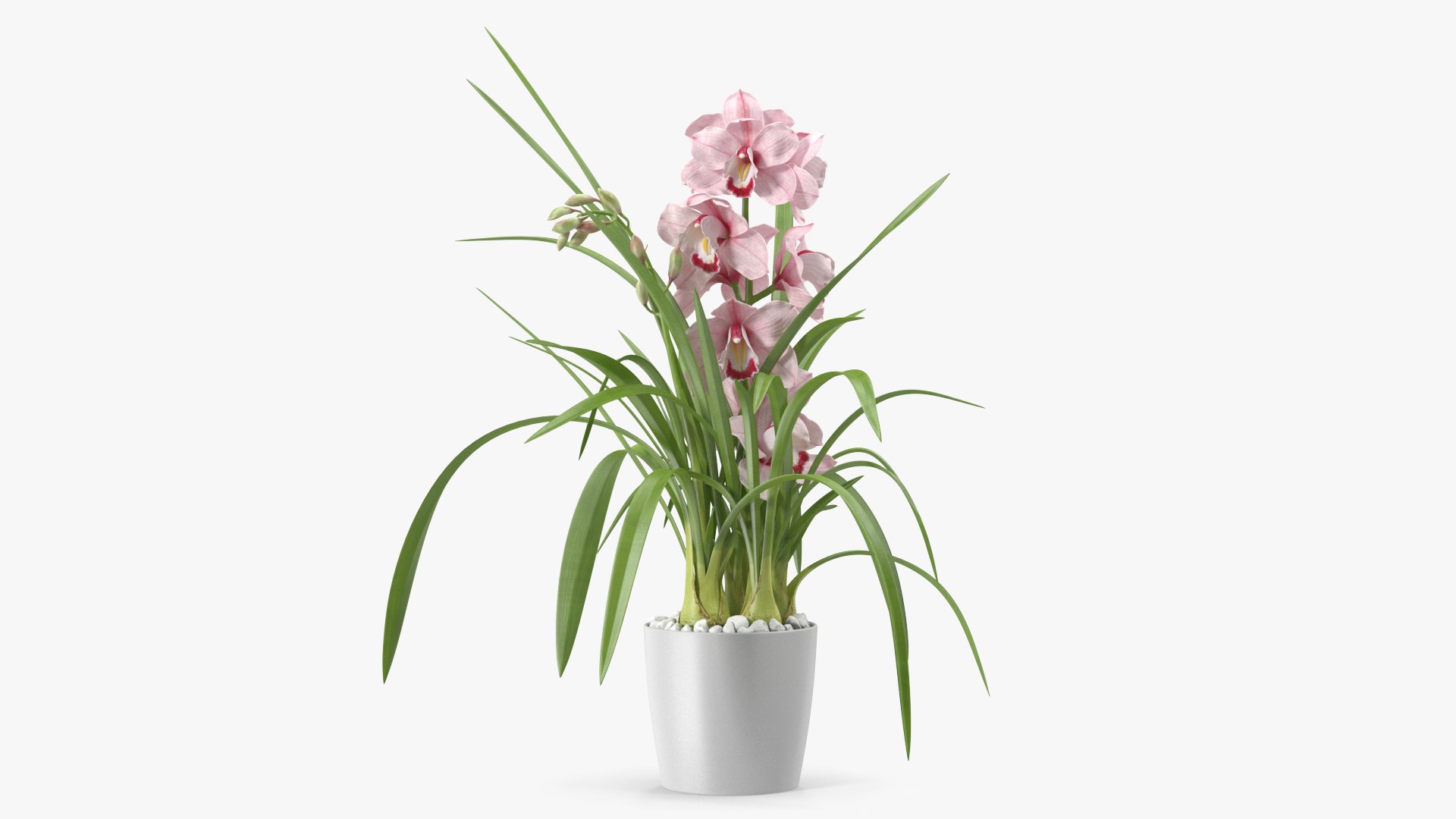 3D Orchid Pot Pink model https://p.turbosquid.com/ts-thumb/9T/P3BOed/4e/orchidpotpinkvray3dmodel007/jpg/1637769717/1920x1080/fit_q87/58909b4c9f6165f7f9fa17352169d84ba41d8d66/orchidpotpinkvray3dmodel007.jpg