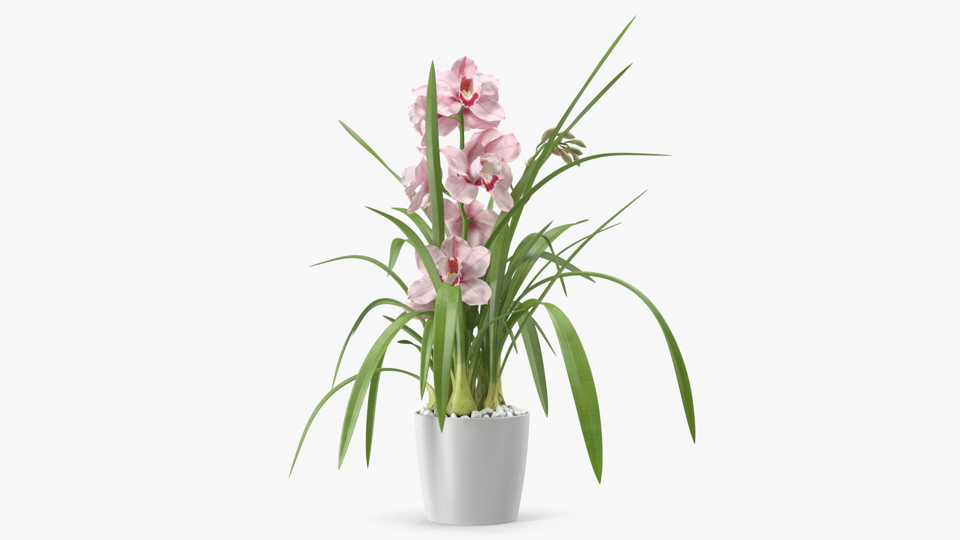 3D Orchid Pot Pink model https://p.turbosquid.com/ts-thumb/9T/P3BOed/6f/orchidpotpinkvray3dmodel008/jpg/1637769720/1920x1080/fit_q87/6af46eb0c32385be7ff8a52126f23bfc71c013be/orchidpotpinkvray3dmodel008.jpg