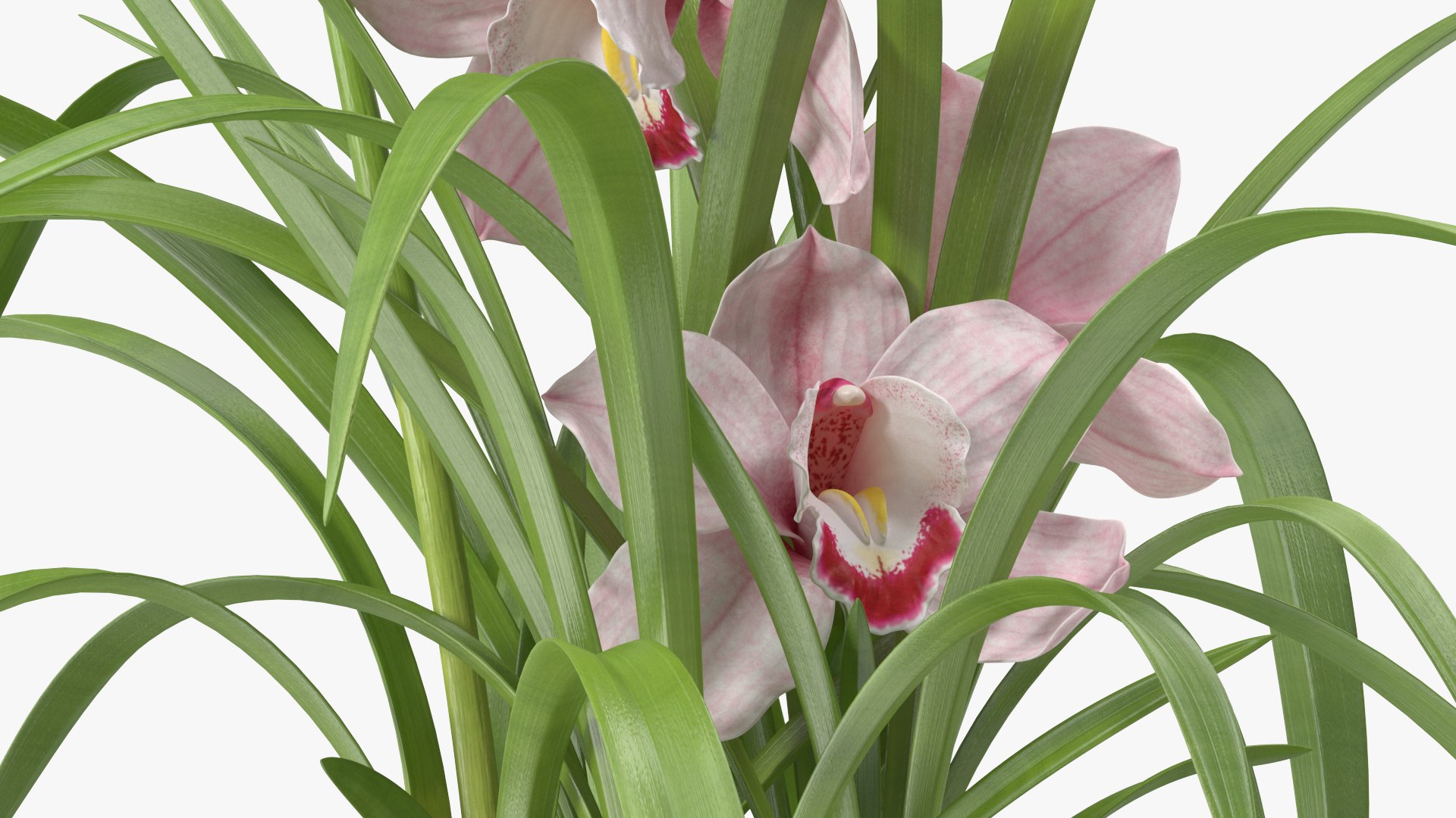 3D Orchid Pot Pink model https://p.turbosquid.com/ts-thumb/9T/P3BOed/Fa/orchidpotpinkvray3dmodel015/jpg/1637769741/1920x1080/fit_q87/bc29a92f6caf795c7a8b6987b2669f4b858647f7/orchidpotpinkvray3dmodel015.jpg