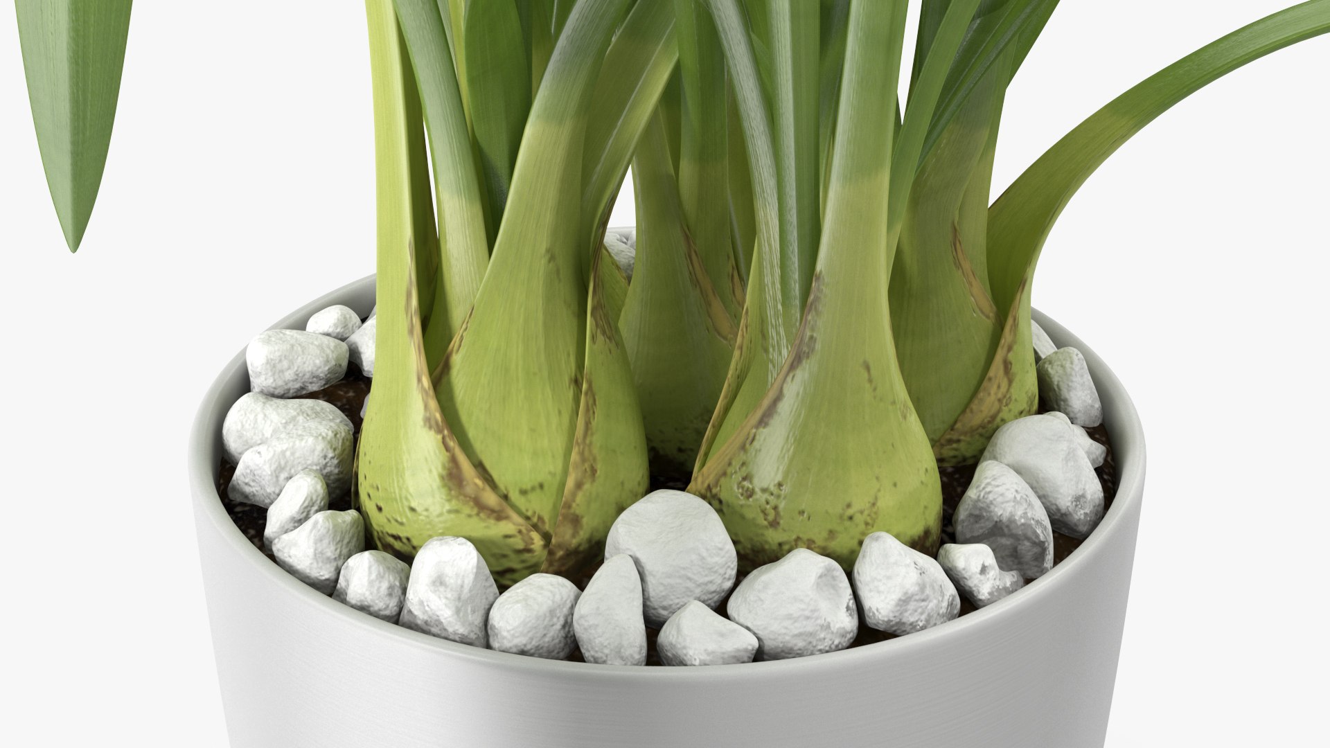 3D Orchid Pot Pink model https://p.turbosquid.com/ts-thumb/9T/P3BOed/Qg/orchidpotpinkvray3dmodel018/jpg/1637769750/1920x1080/fit_q87/a492dc6ee8c5445c0543ffb595905338b54aa706/orchidpotpinkvray3dmodel018.jpg