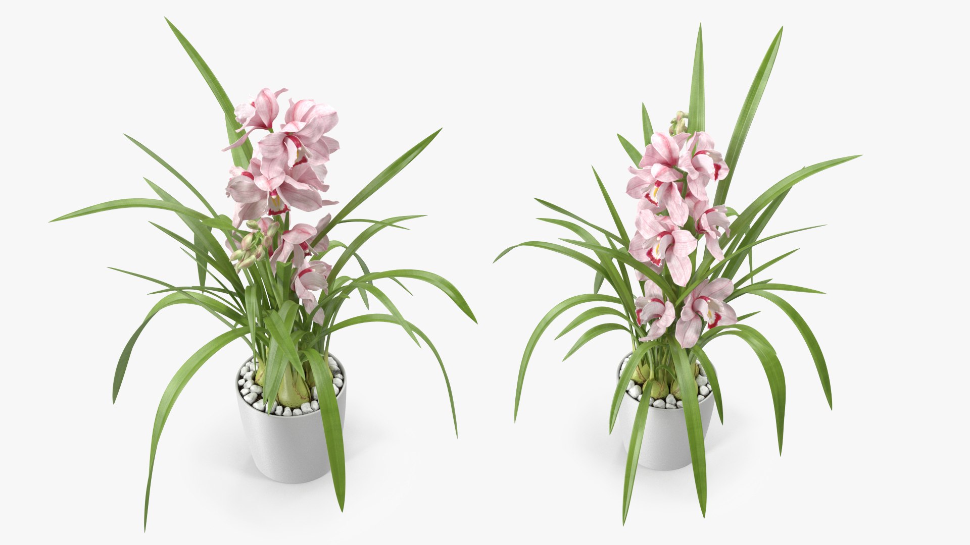 3D Orchid Pot Pink model https://p.turbosquid.com/ts-thumb/9T/P3BOed/RX/orchidpotpinkvray3dmodel009/jpg/1637769722/1920x1080/fit_q87/1a9bad4270c5c3a609d92e36c6d4f6692fd1bf18/orchidpotpinkvray3dmodel009.jpg