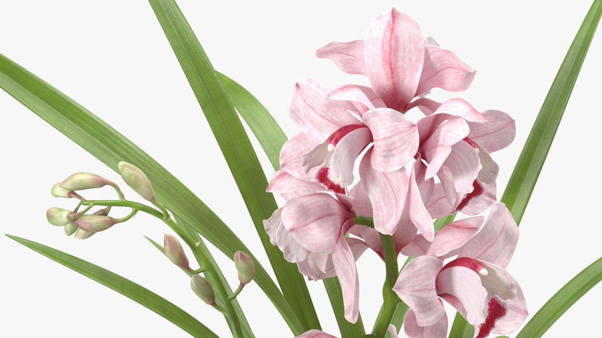 3D Orchid Pot Pink model https://p.turbosquid.com/ts-thumb/9T/P3BOed/Tr/orchidpotpinkvray3dmodel012/jpg/1637769732/1920x1080/fit_q87/b11b8f6a110bfe6c3e4ad03ff68004ec35ae0d67/orchidpotpinkvray3dmodel012.jpg