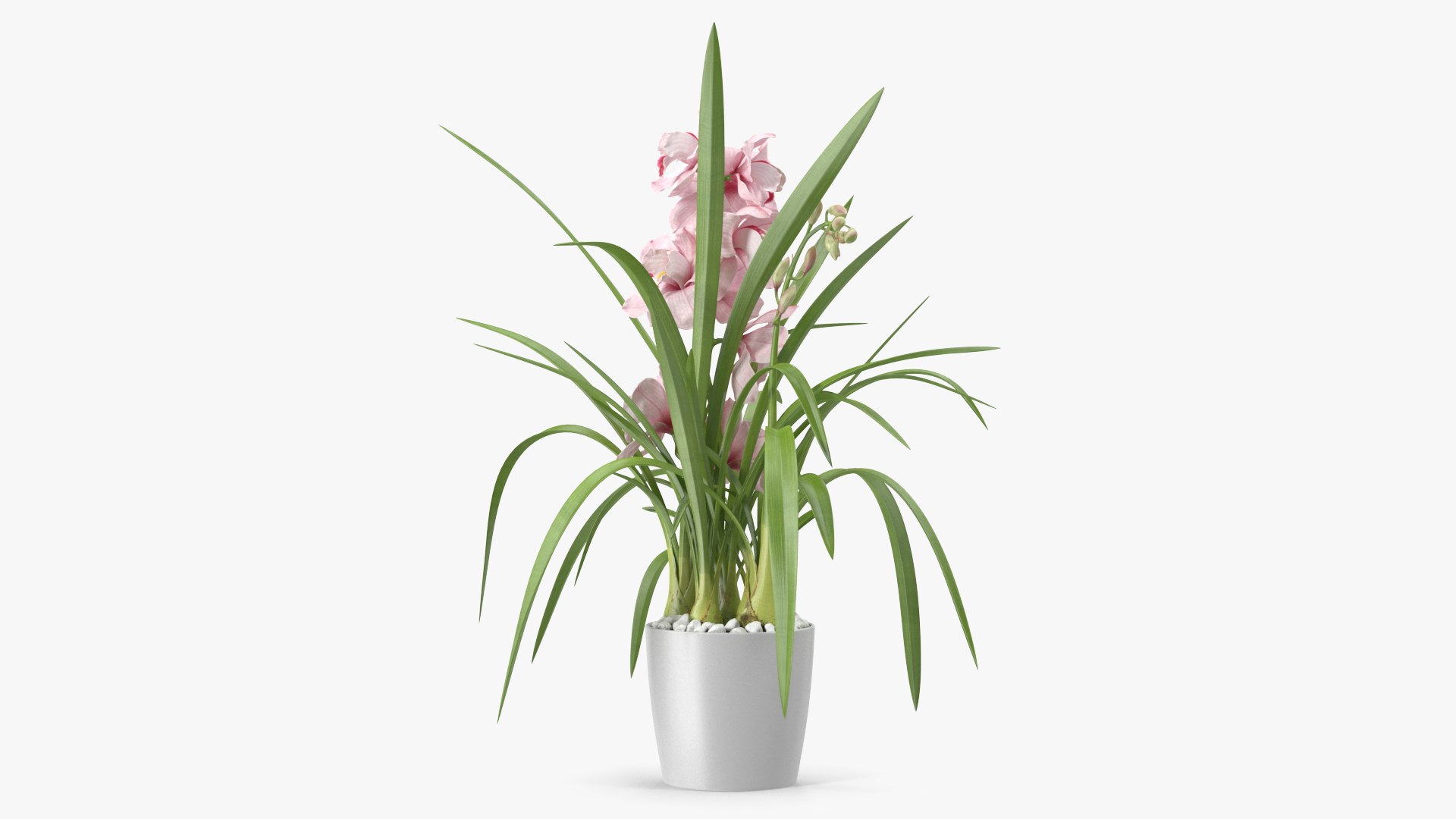 3D Orchid Pot Pink model https://p.turbosquid.com/ts-thumb/9T/P3BOed/V4/orchidpotpinkvray3dmodel006/jpg/1637769715/1920x1080/fit_q87/90f10861e01519f9334e5f8c9f1f58e655a4c23f/orchidpotpinkvray3dmodel006.jpg