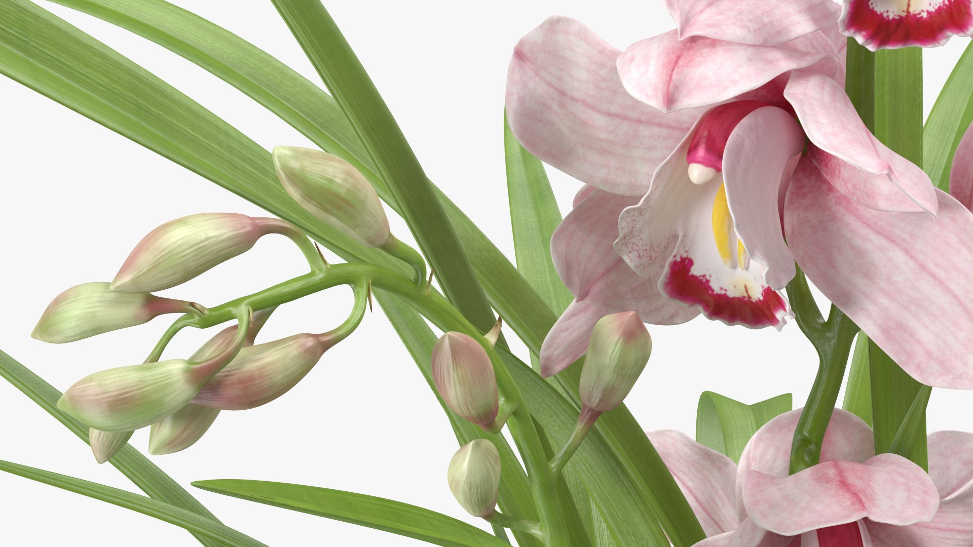 3D Orchid Pot Pink model https://p.turbosquid.com/ts-thumb/9T/P3BOed/dx/orchidpotpinkvray3dmodel014/jpg/1637769738/1920x1080/fit_q87/05cef4329a7ac135082359f284a6ace9b938c575/orchidpotpinkvray3dmodel014.jpg