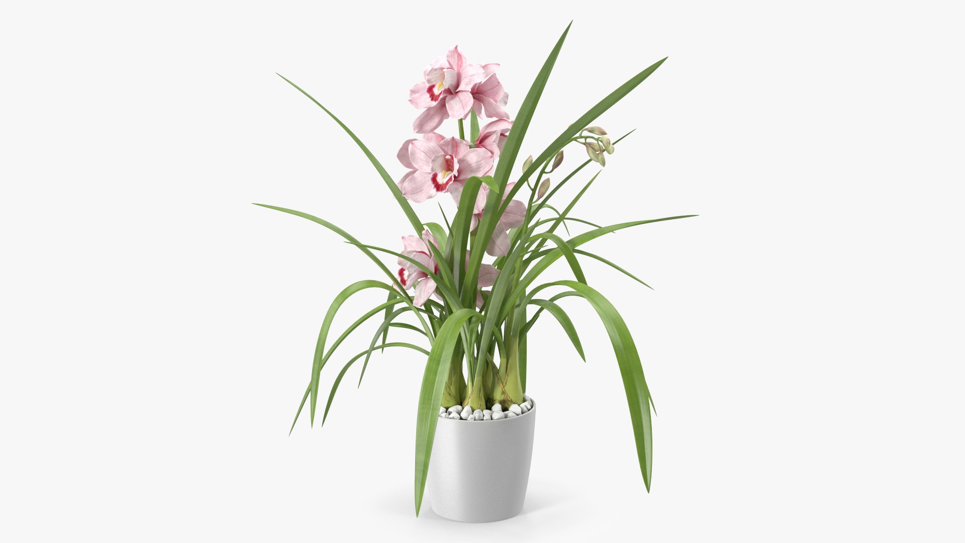 Orchid Pot Pink 3D model preview
