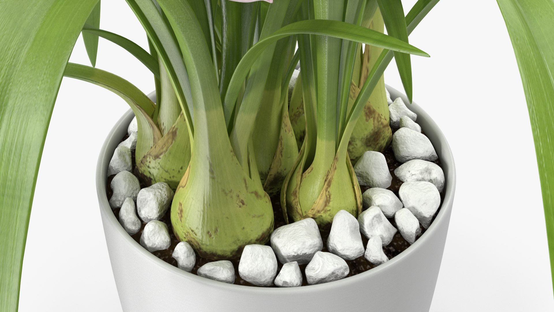 3D Orchid Pot Pink model https://p.turbosquid.com/ts-thumb/9T/P3BOed/mh/orchidpotpinkvray3dmodel019/jpg/1637769753/1920x1080/fit_q87/f7692e6adbb6274442fb61cfe854674ffcd9098b/orchidpotpinkvray3dmodel019.jpg