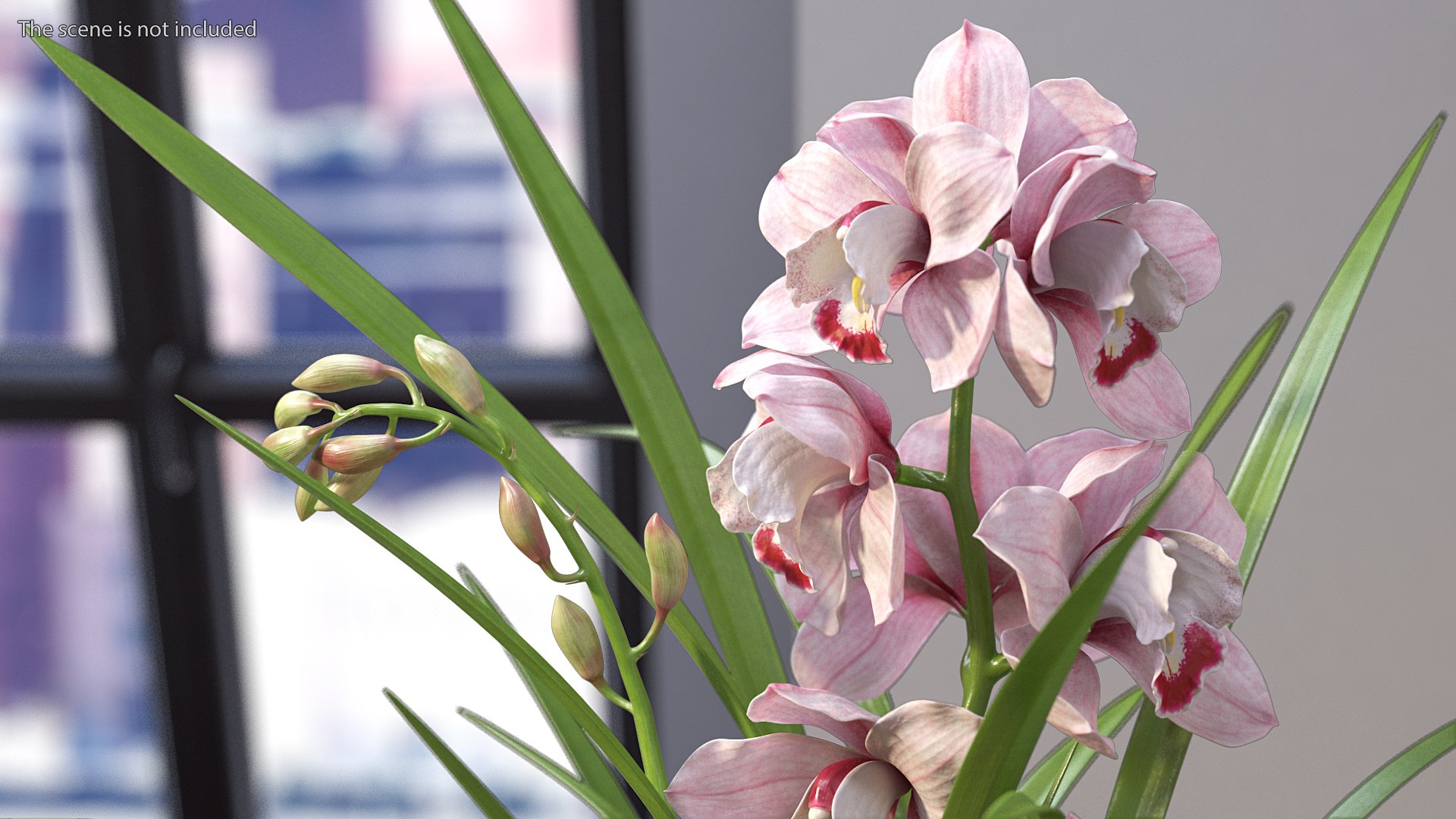 3D Orchid Pot Pink model https://p.turbosquid.com/ts-thumb/9T/P3BOed/yB/orchidpotpinkvray3dmodel004/jpg/1637769710/1920x1080/fit_q87/645d38123de55f7513bba2669113952daede72e6/orchidpotpinkvray3dmodel004.jpg