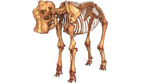 Elephant Skeleton Highly Detailed Anatomical Bone Structure Asset